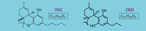 thc-v-cbd